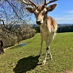 Appartement Rausch